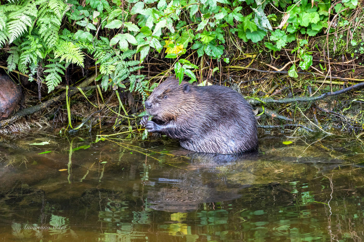 Завтрак бобра.