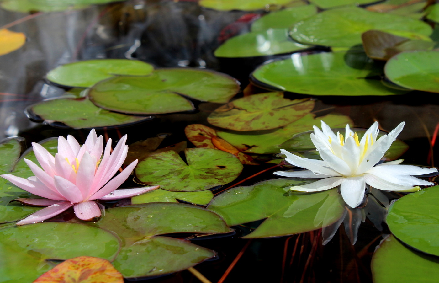 Водные красавицы.