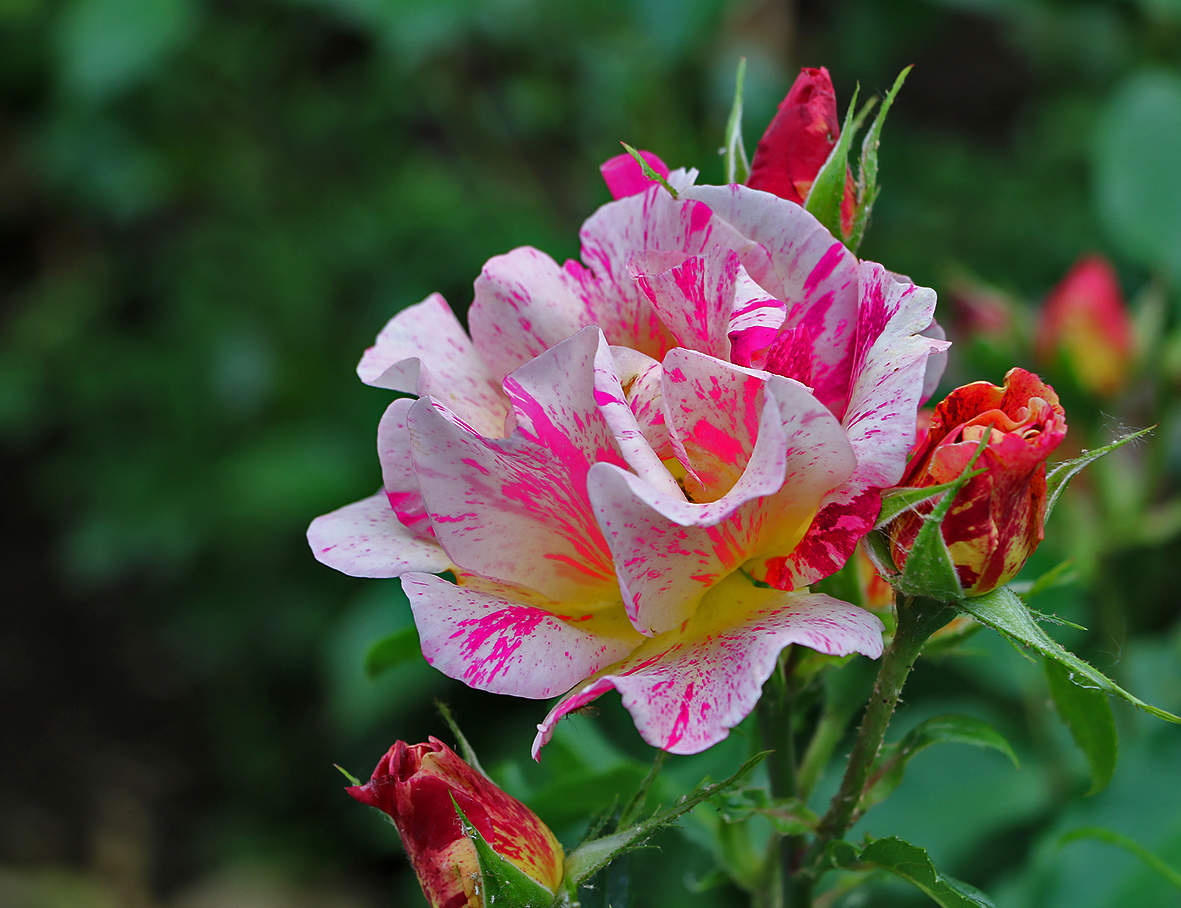 Роза Абракадабра