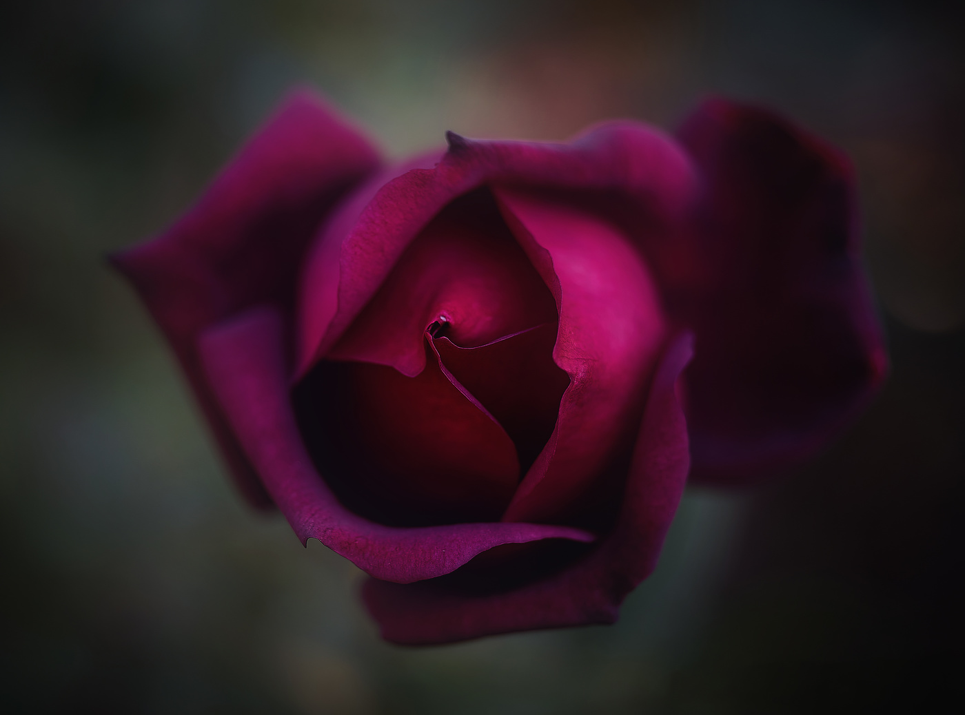 Роза - символ скрытности..