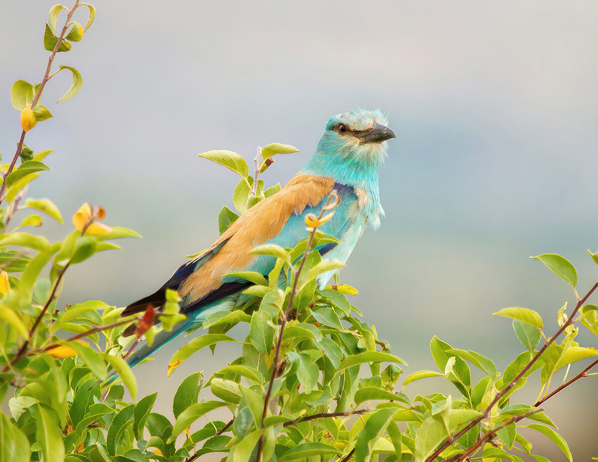 Сизоворонка