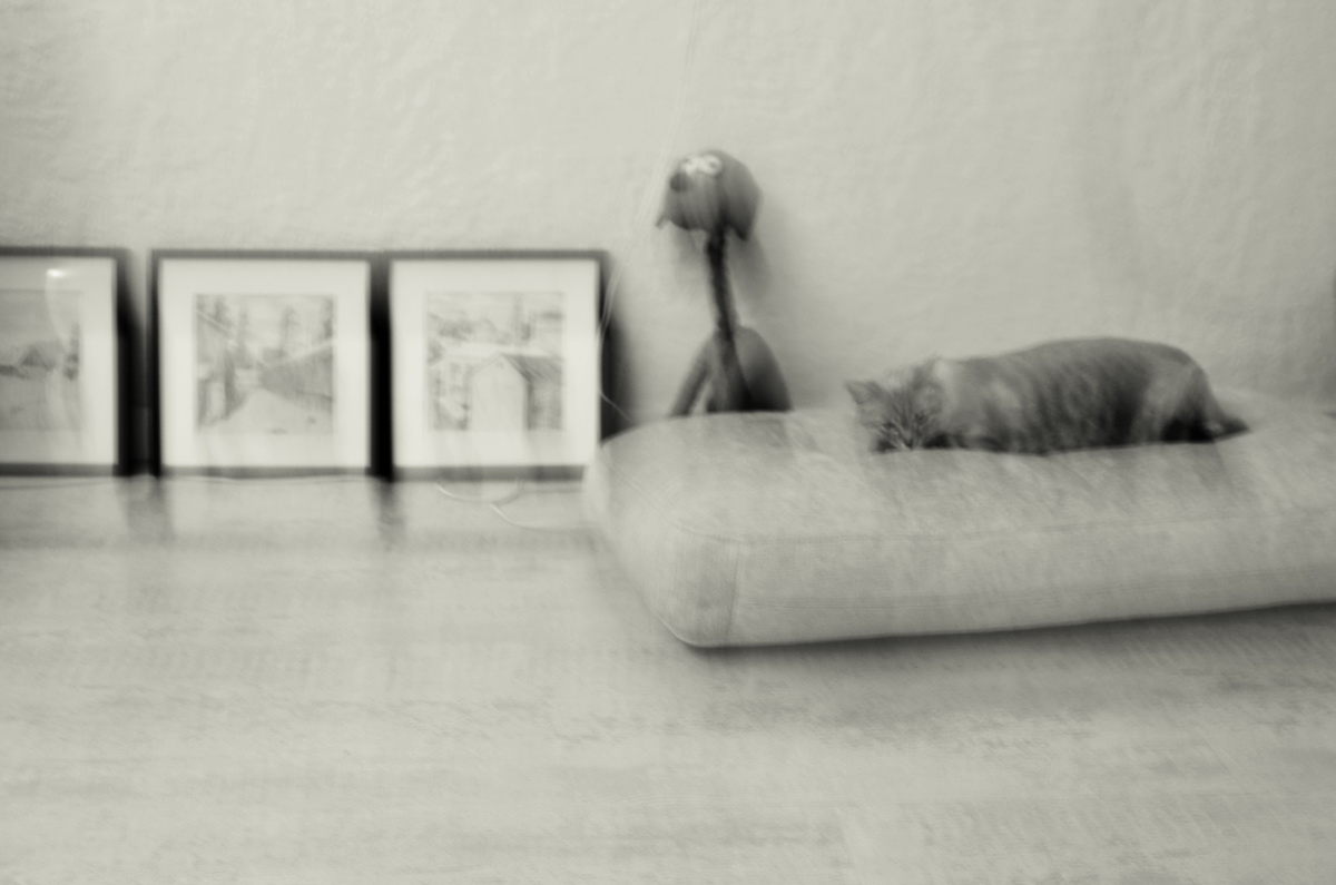 котики-собачки