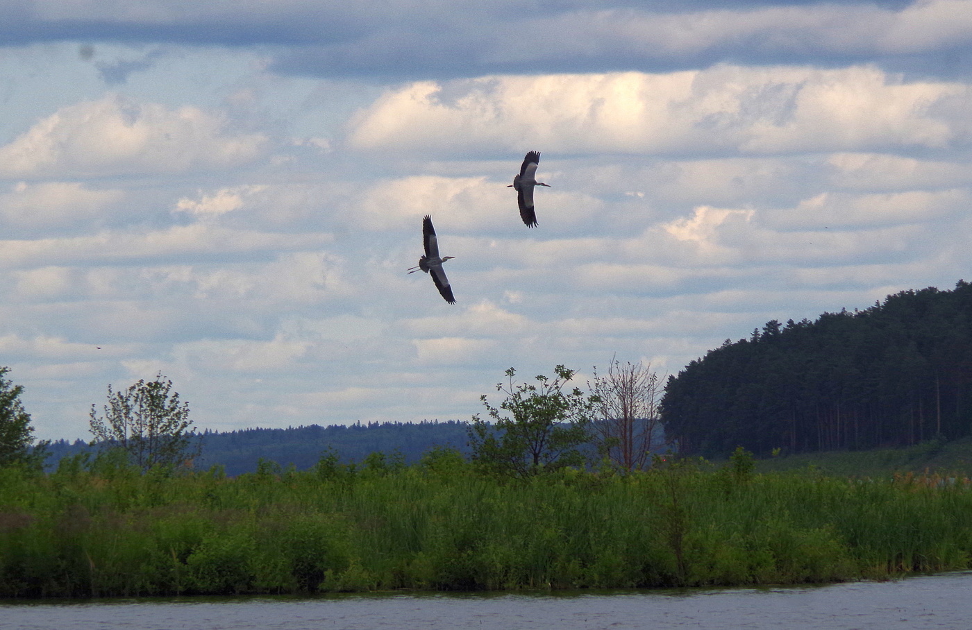 Игры цапель.