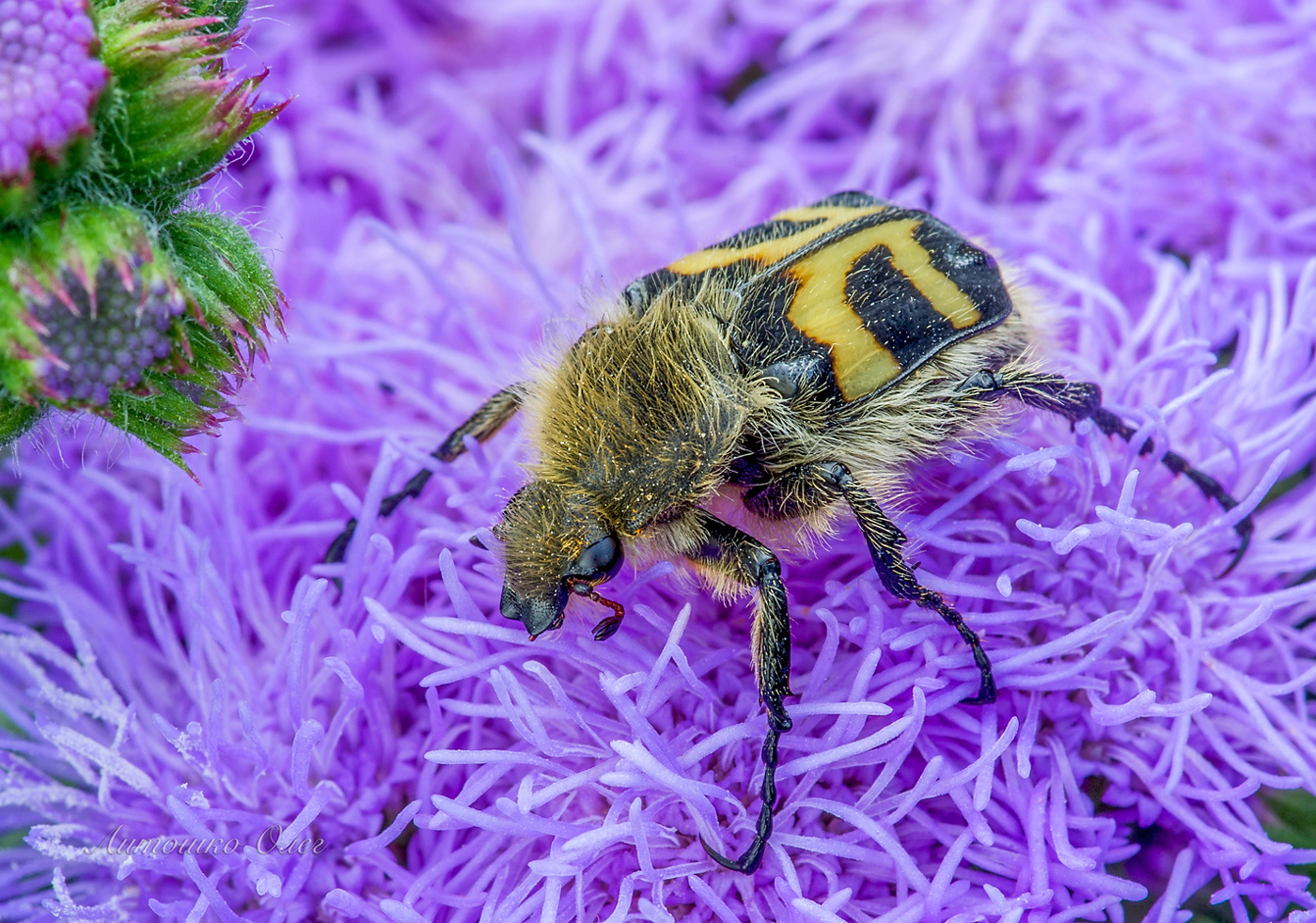 Восковик полосатый.