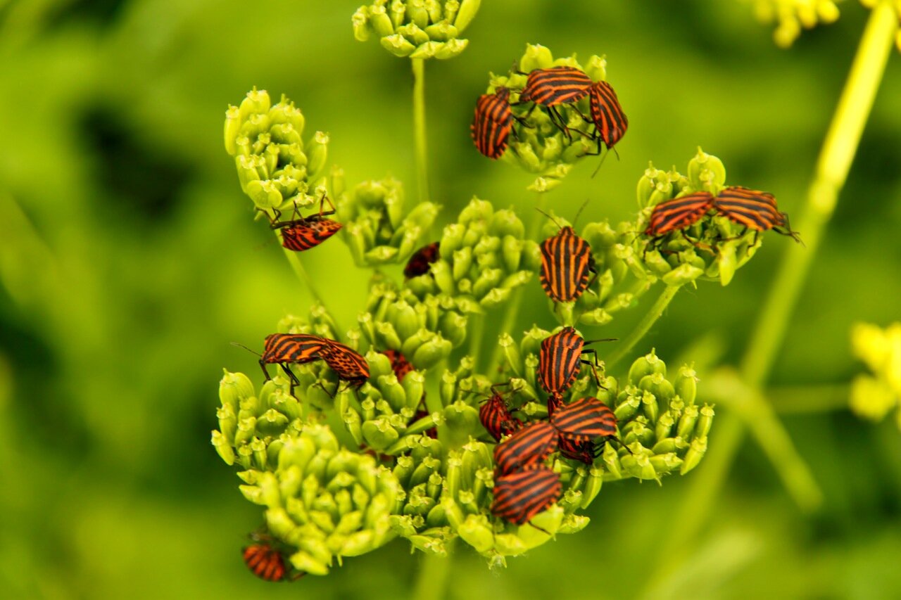 Дамы в полосатых купальниках