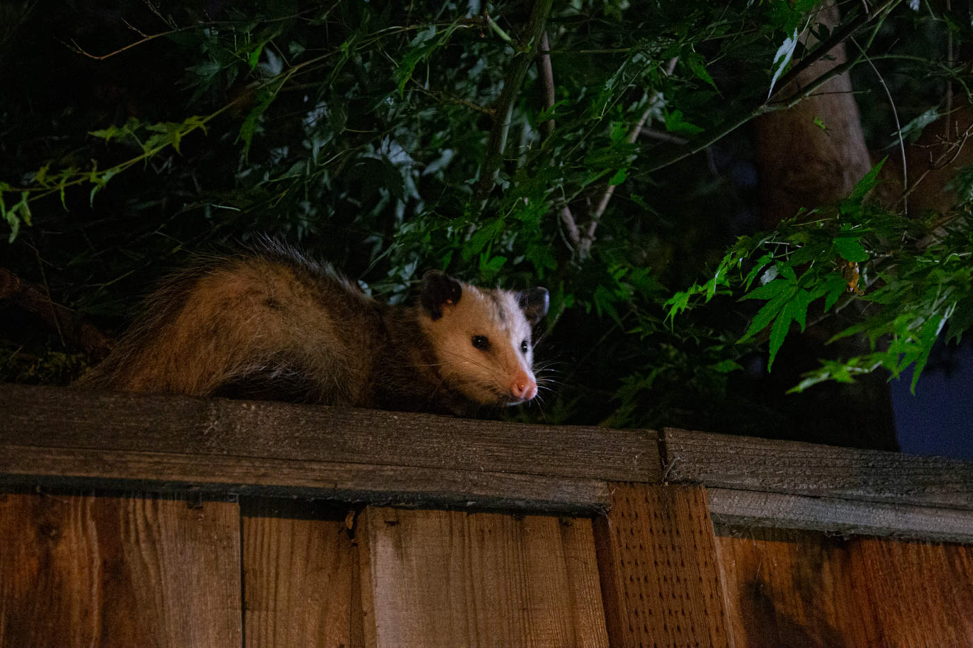 Ночной гость