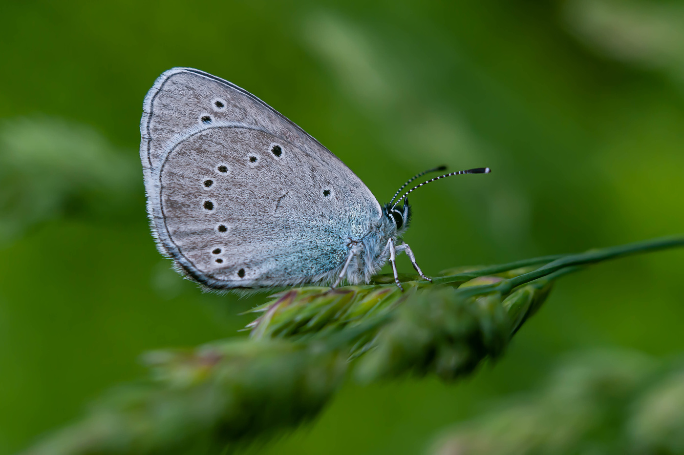 Голубянка Алексис (небесная)