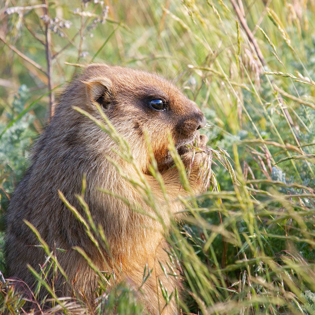 Завтрак на траве