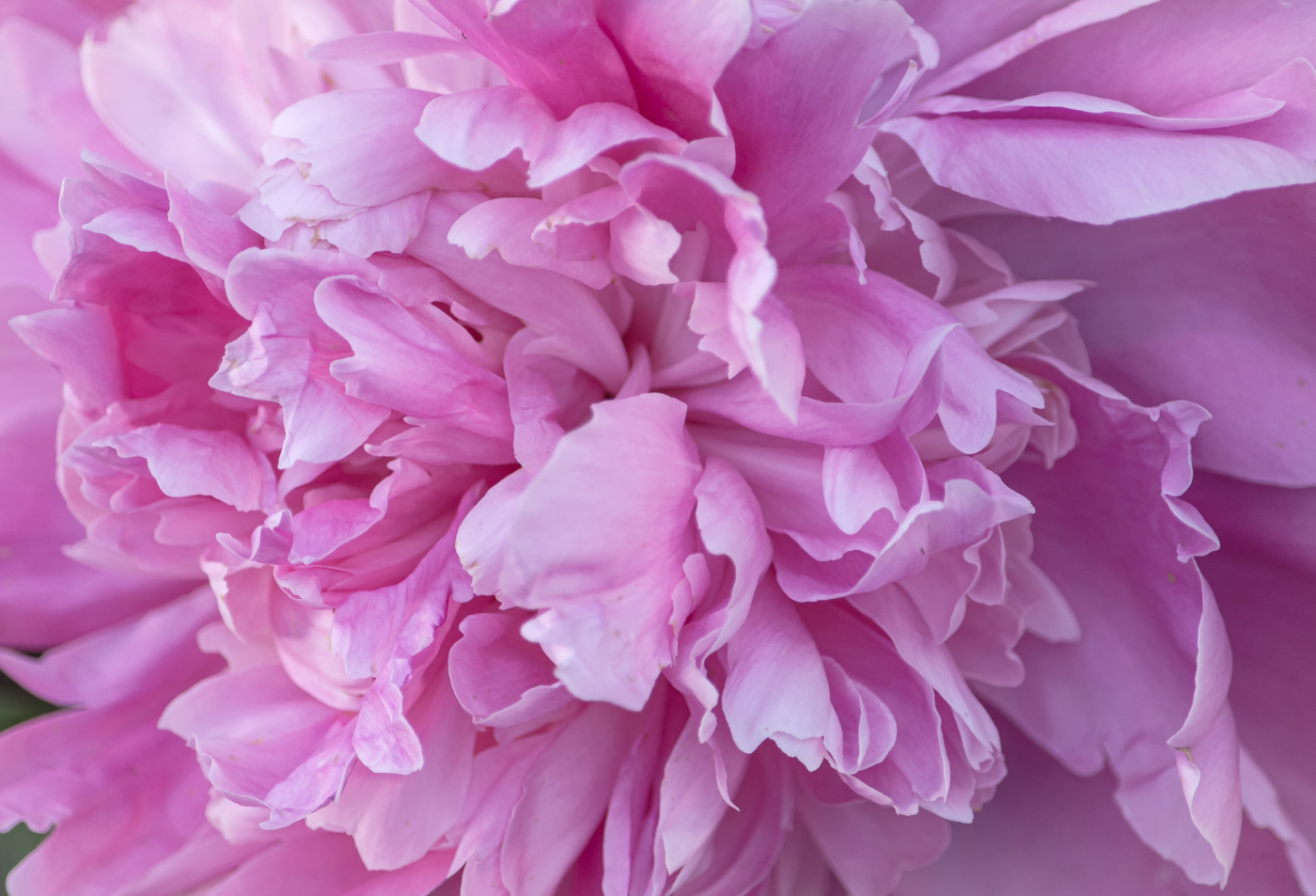 Розовое таинство пиона...