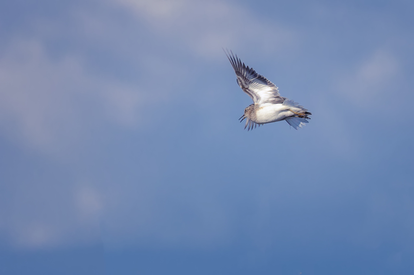 Белохвостый песочник