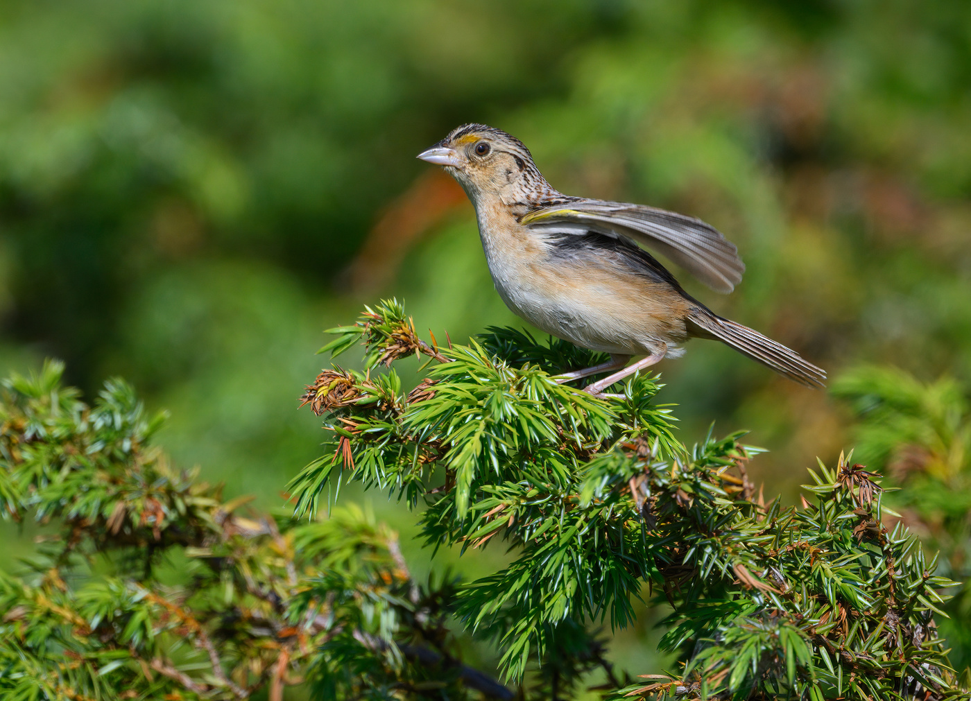 Grasshopper sparrow