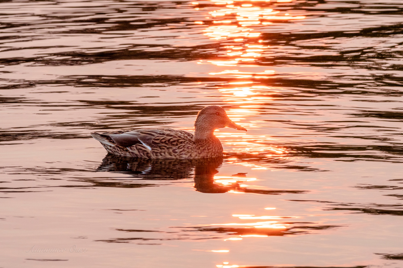 Утро в Екатерининском парке.