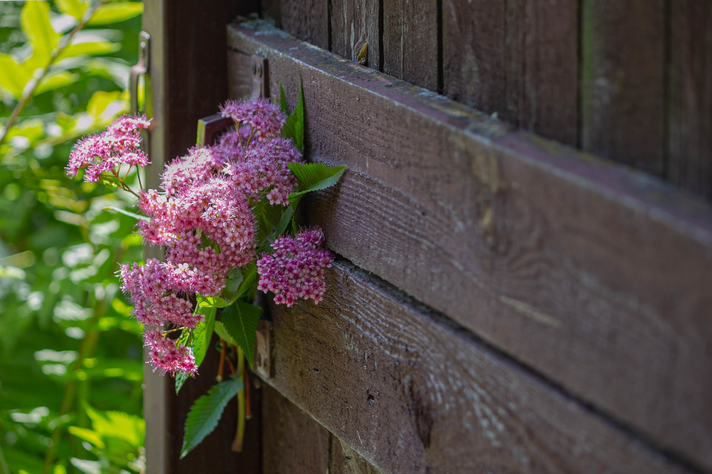 Лето. Вход свободный