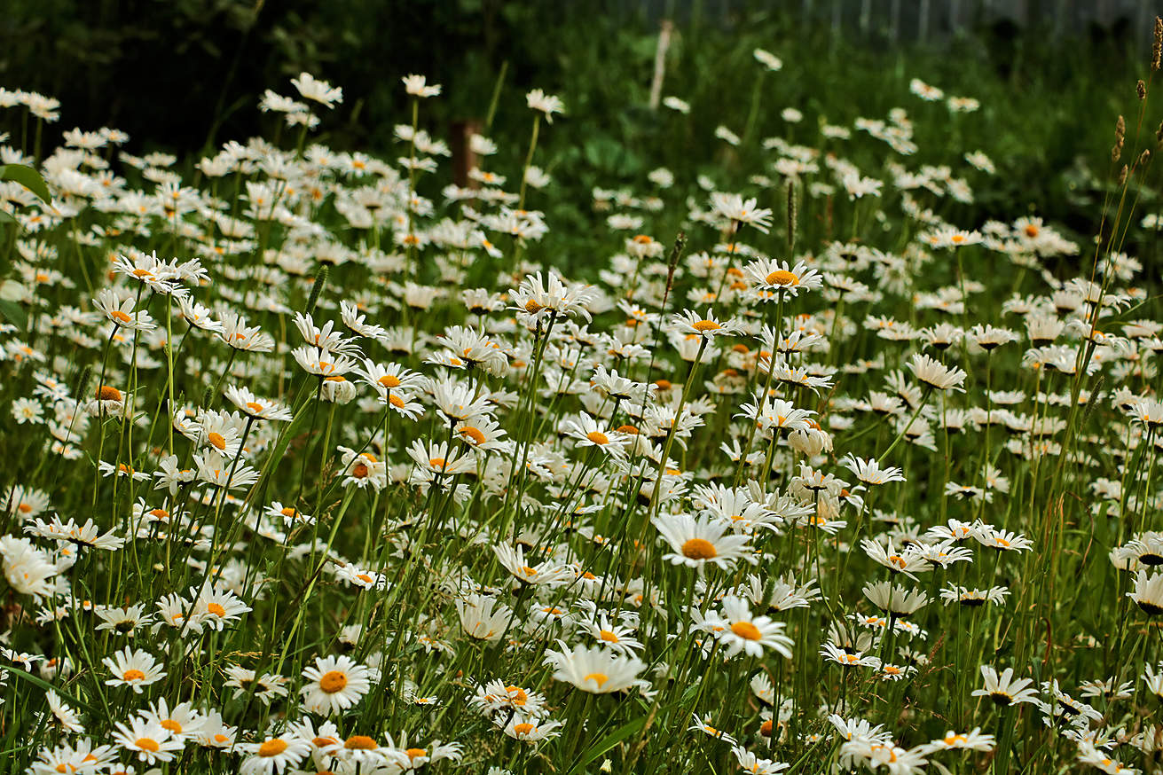 Ромашковый рай