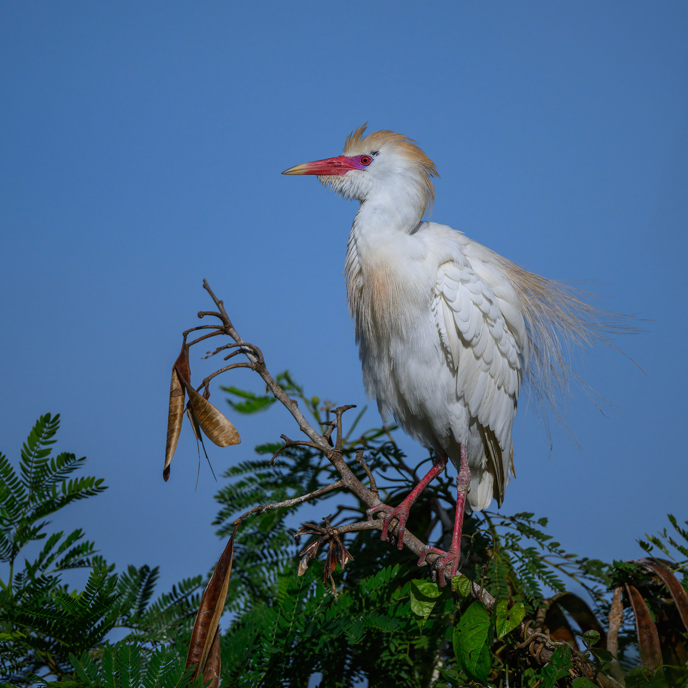 Cattle egret