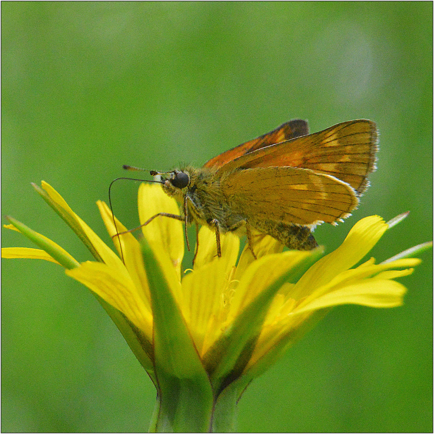Летние мотивы.