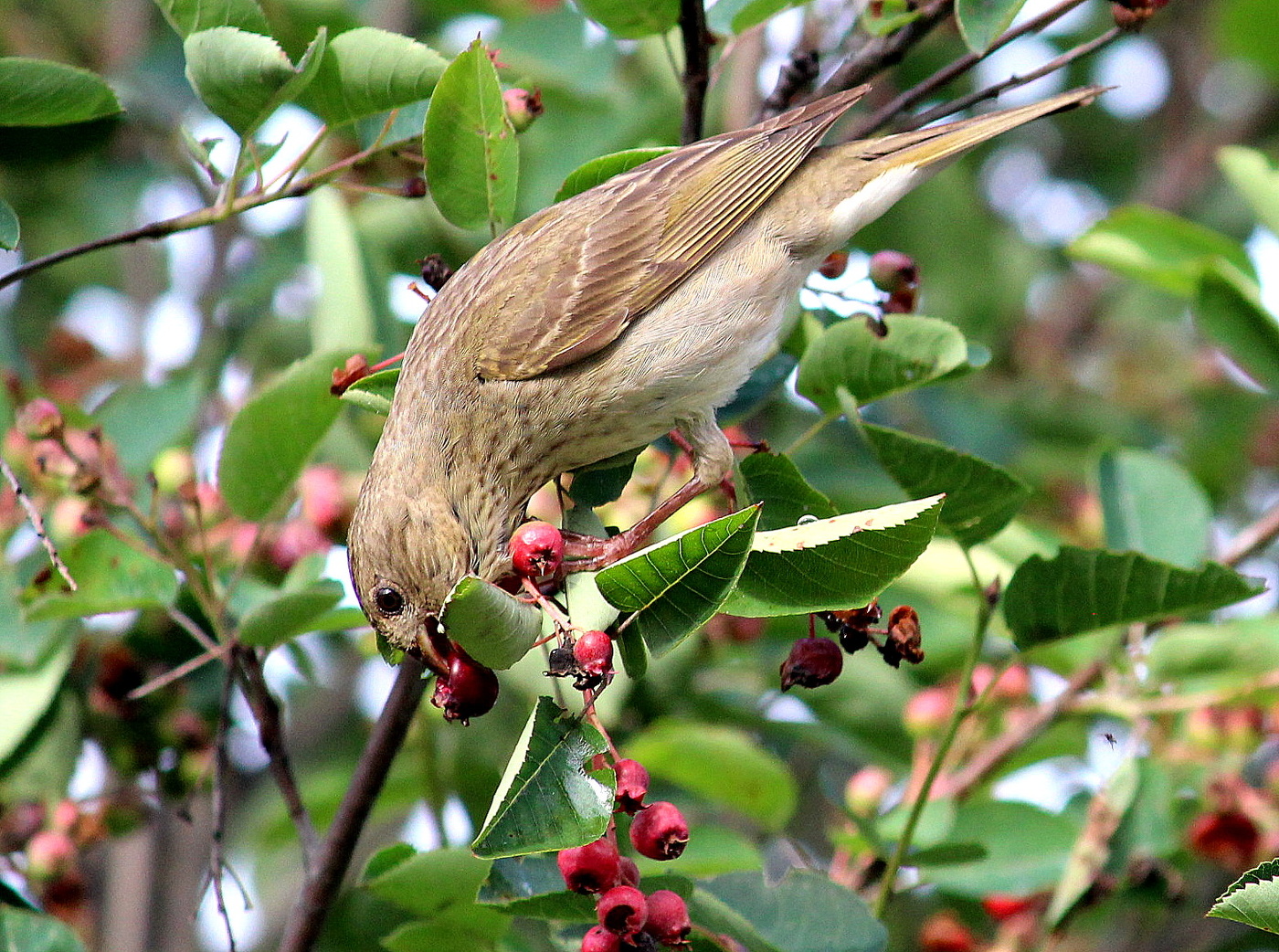Самая вкусная ягодка-ирга!