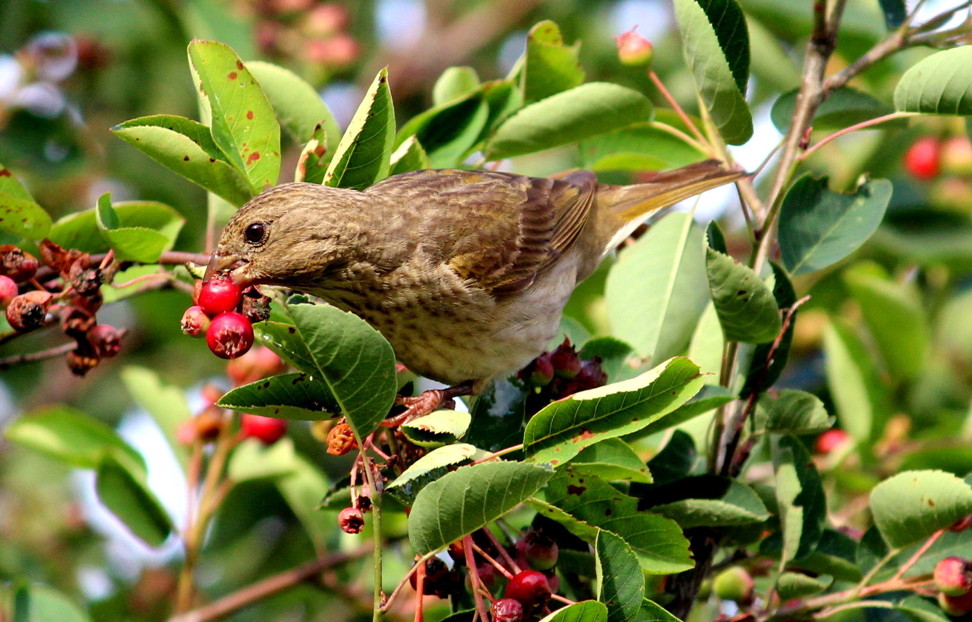Сладка ягода!