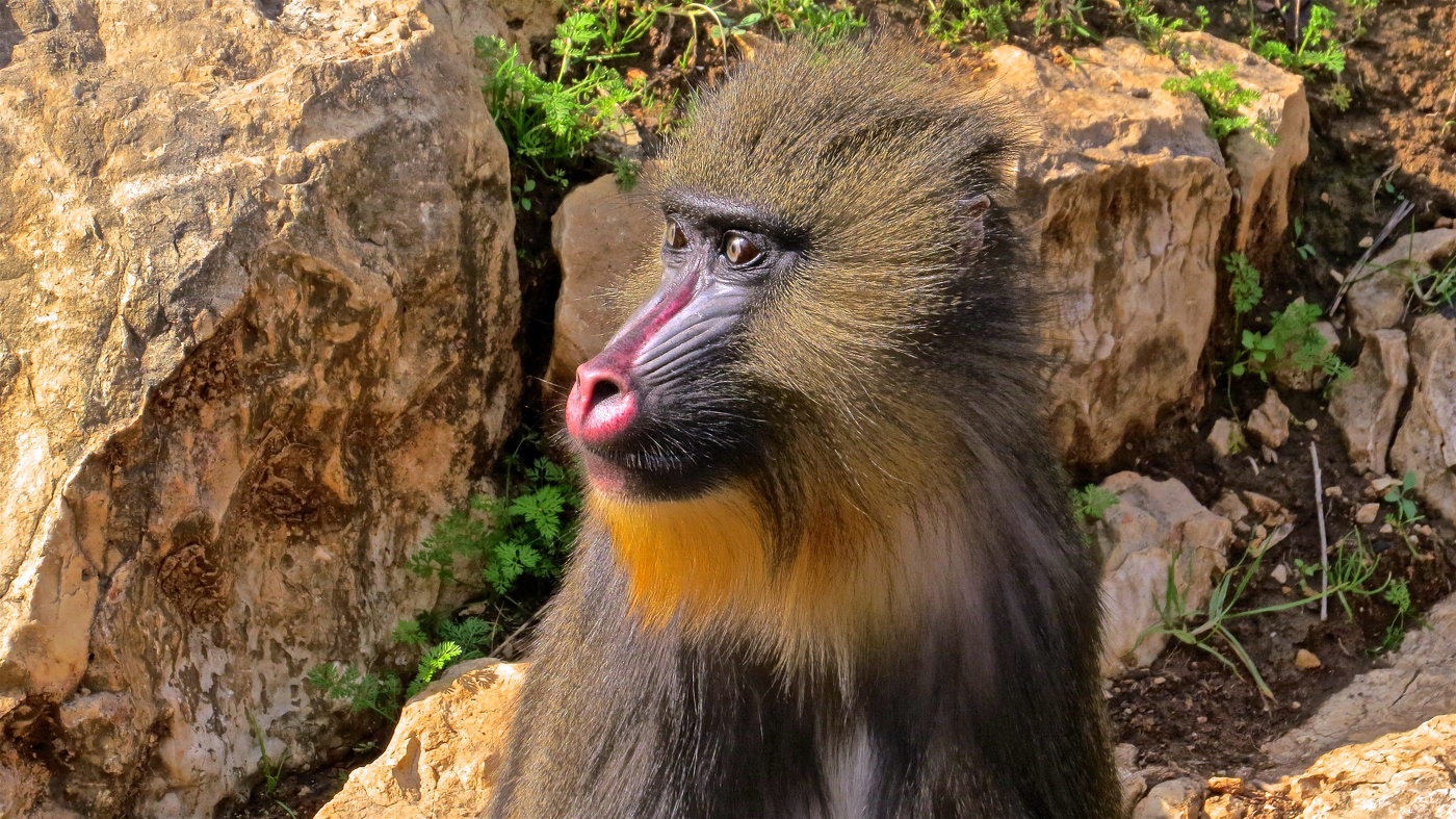 Молодая особь мандрила