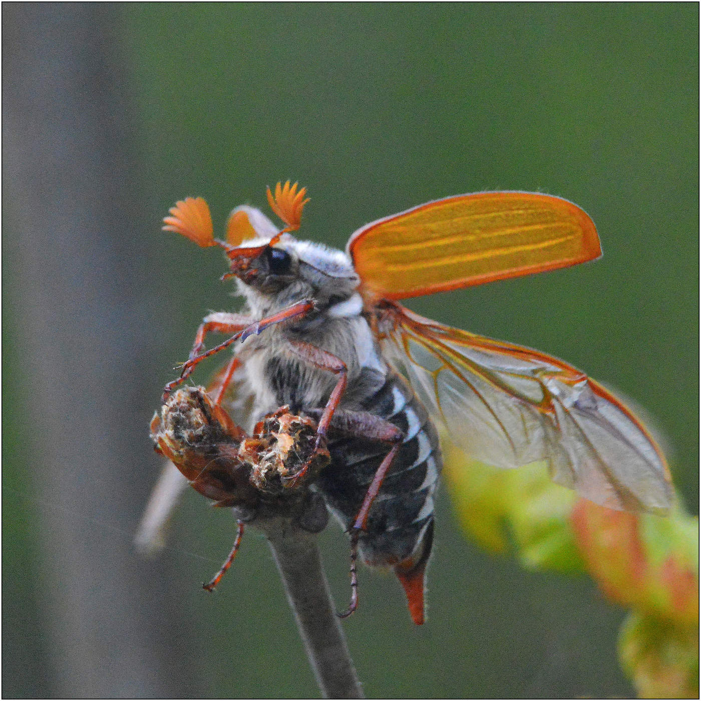 Иллюзия полета.