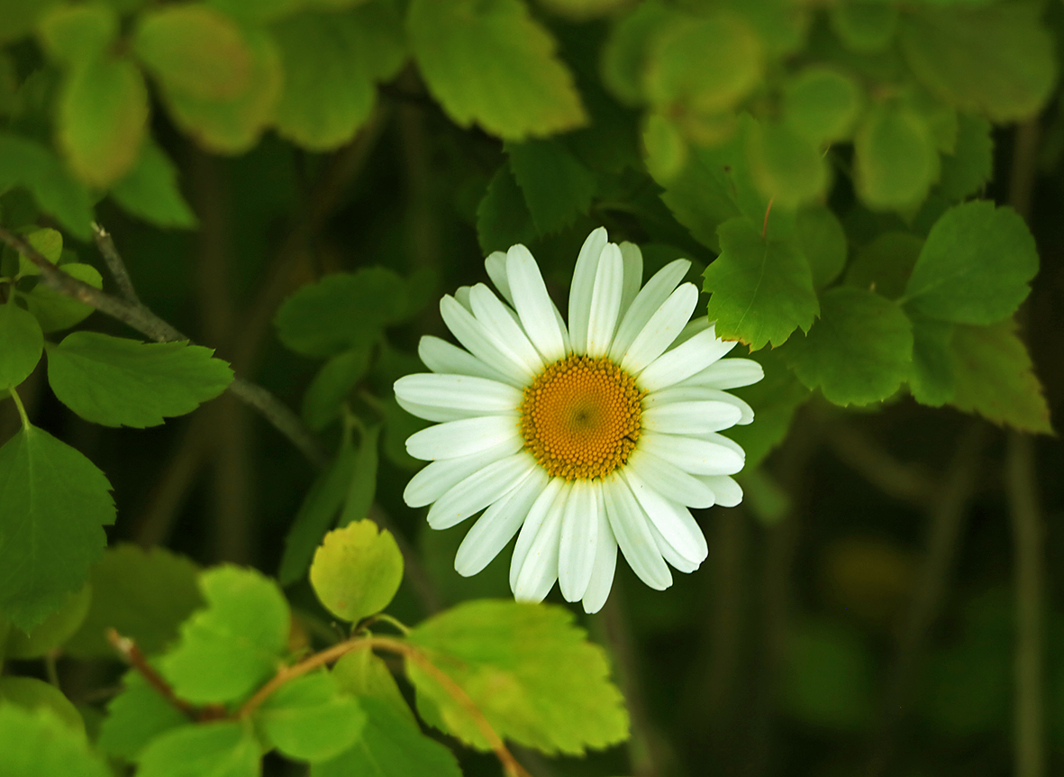 Ромашка спряталась...