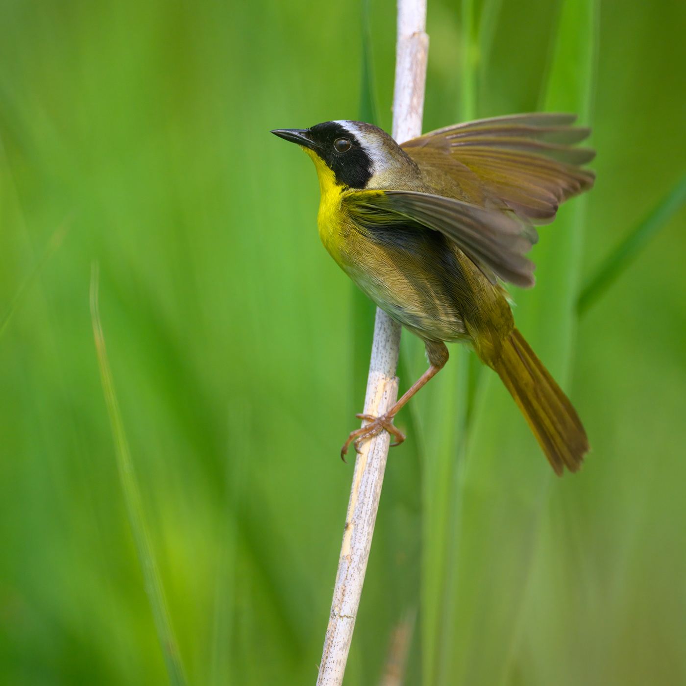 Common yellowthroat (m)