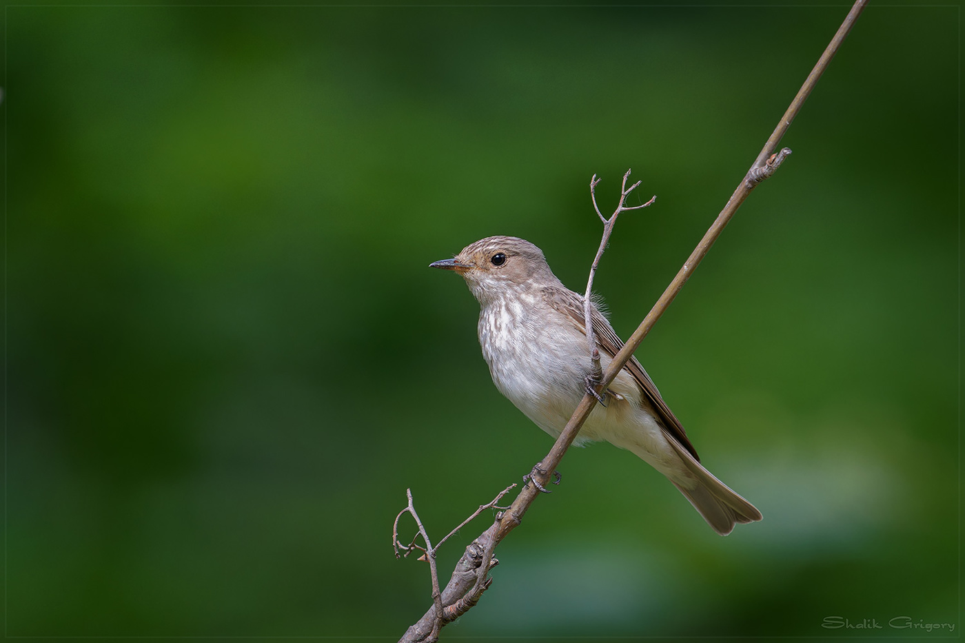 На тостинке...