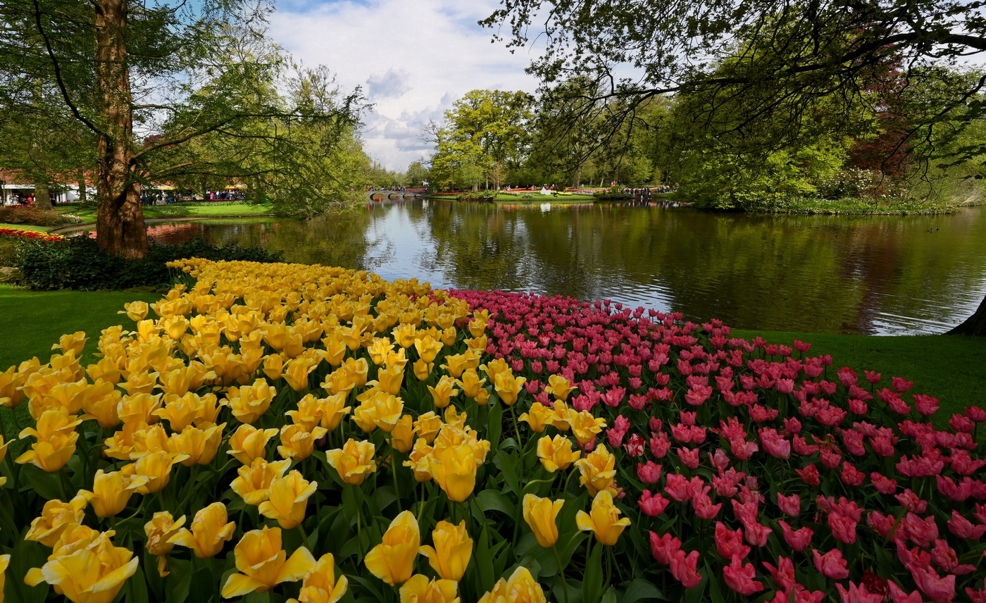 Парк тюльпанов "Кёкенхоф" в Голландии