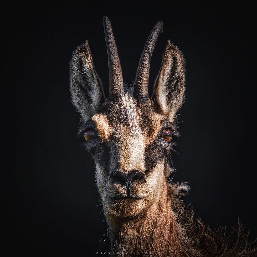 Леди совершенство