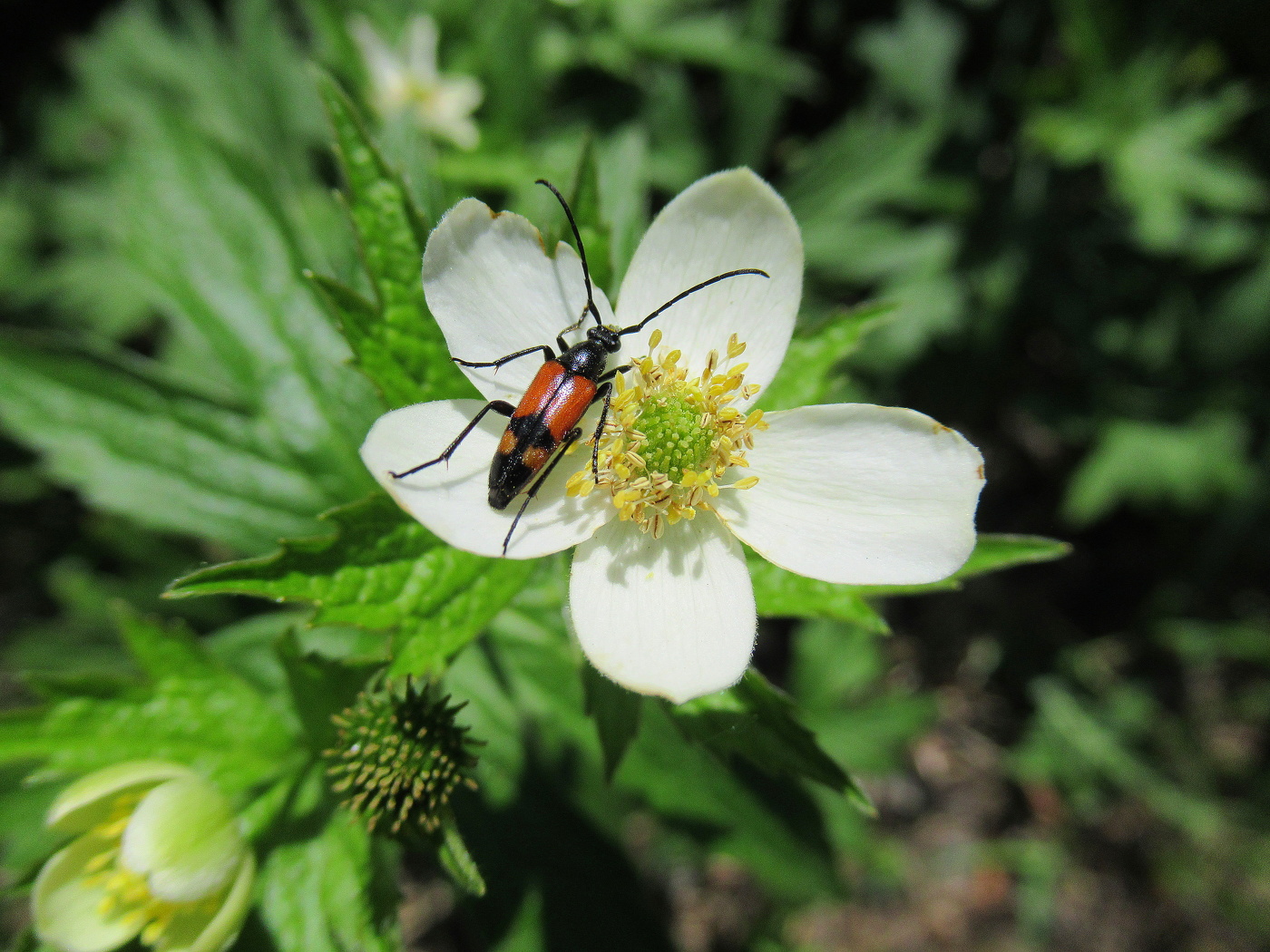 Жук и анемона