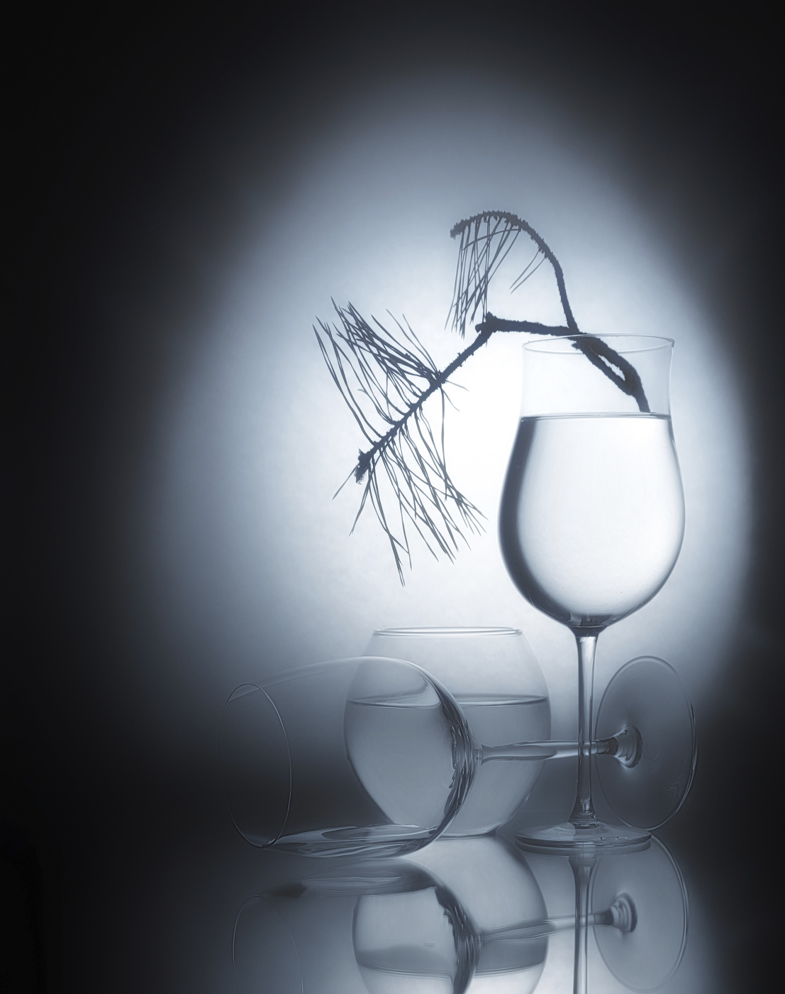 Ветка сосны.