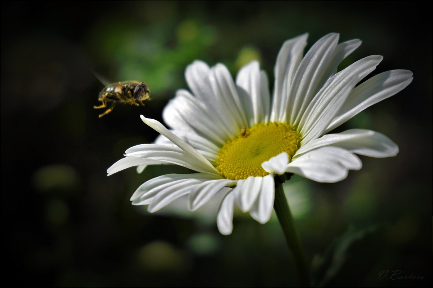 Транзитом над ромашкой