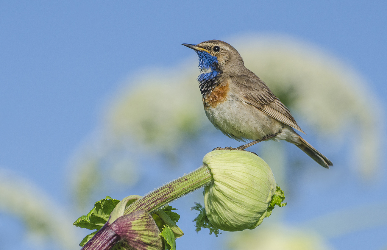 Июль. Варакушка на борщевике