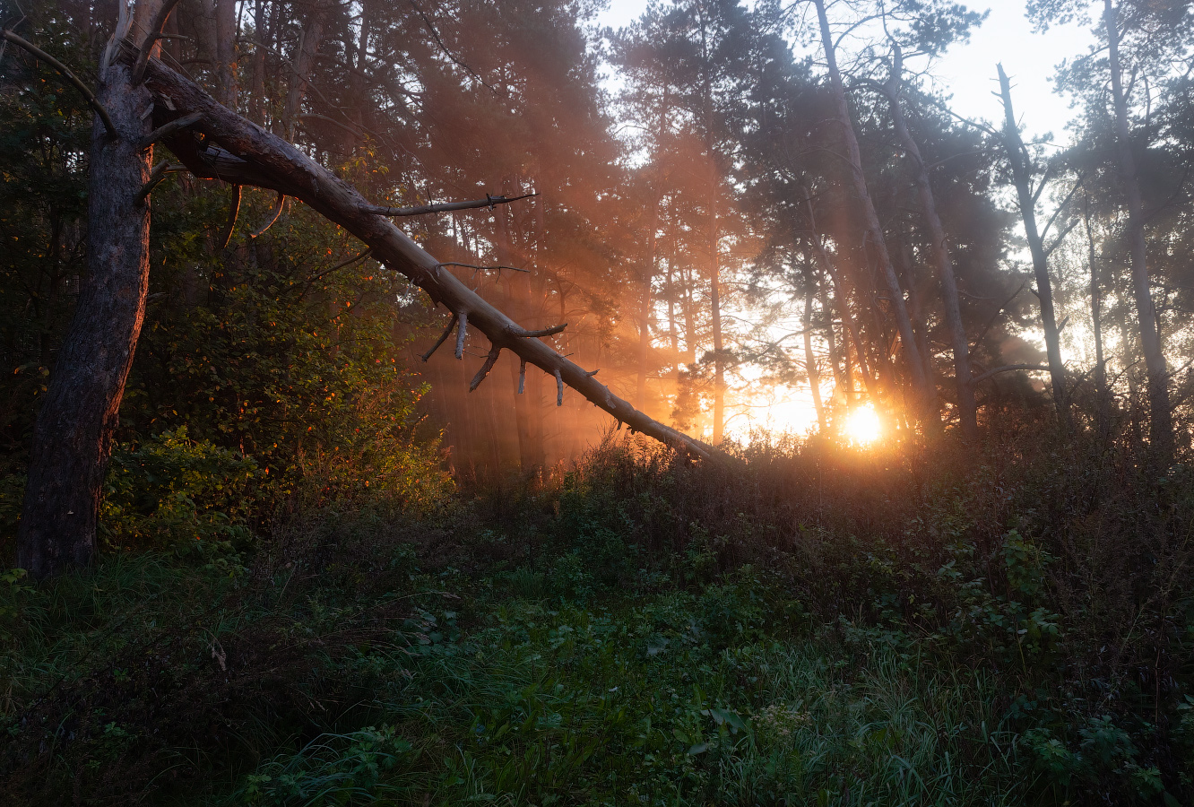 Утром в лесу