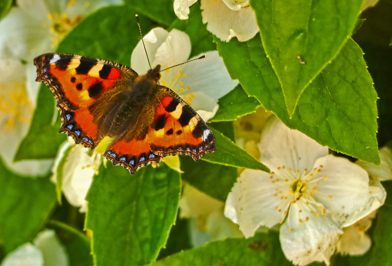 Крапивница