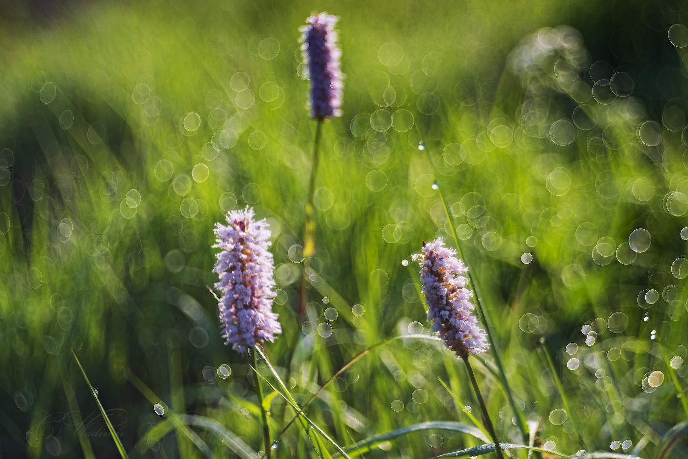 Полевые цветы в росе