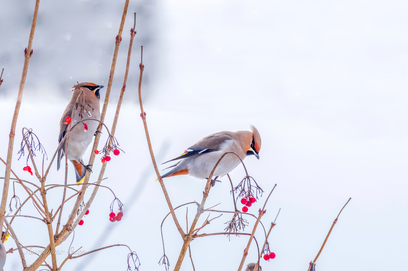 Свиристели.