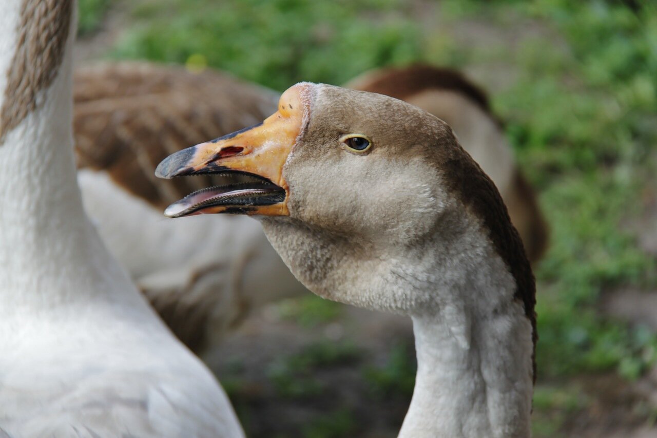Гуси, гуси… Га-га-га…