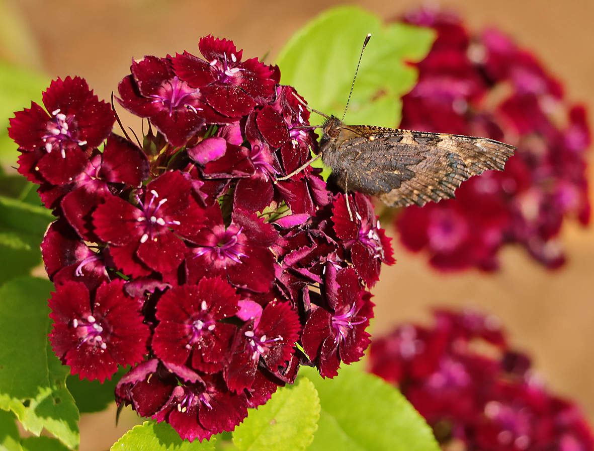 Бабочка на гвоздичке