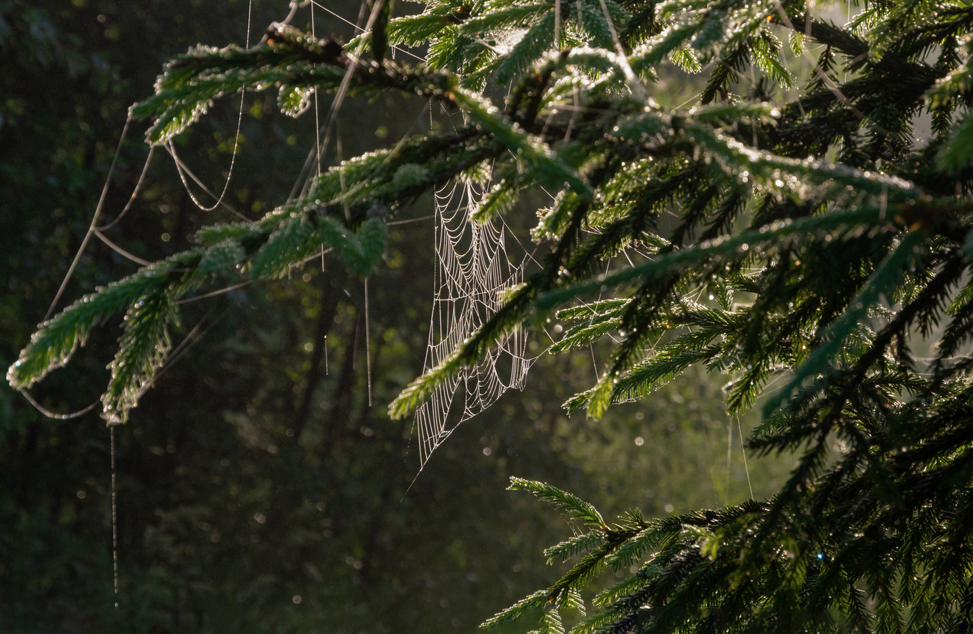 утро в еловом лесу