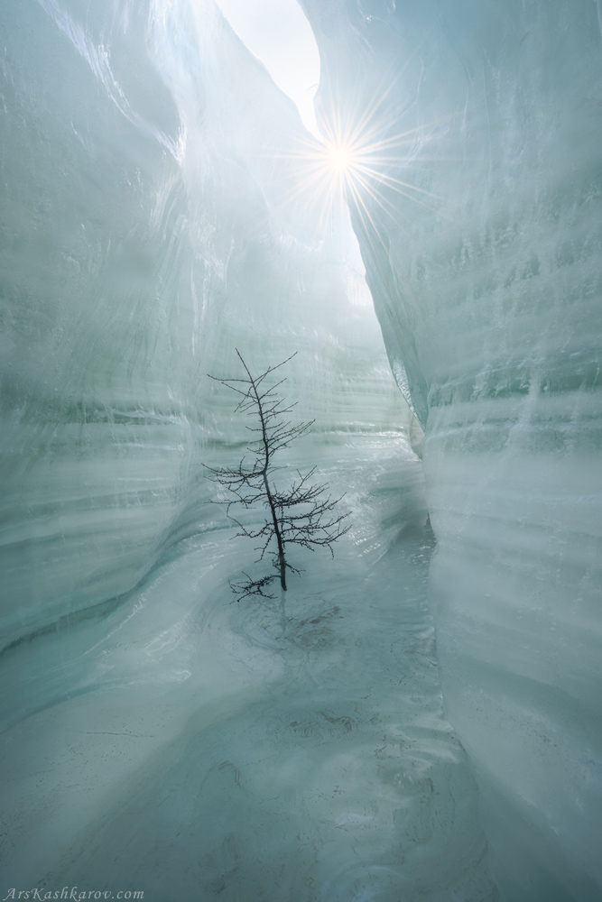 "И во льду растут деревья"