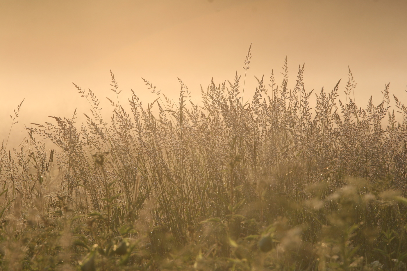 Туманное утро