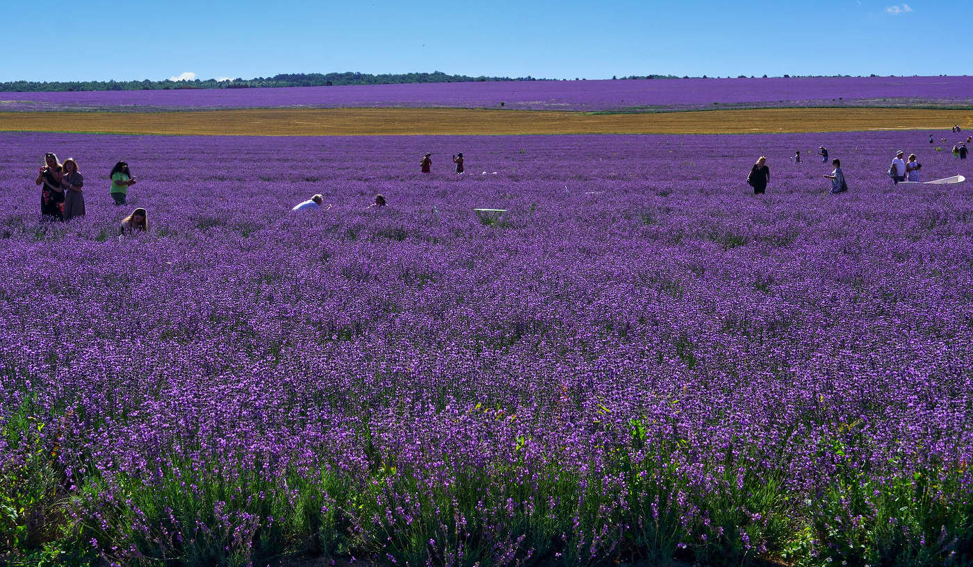 В лавандовых полях