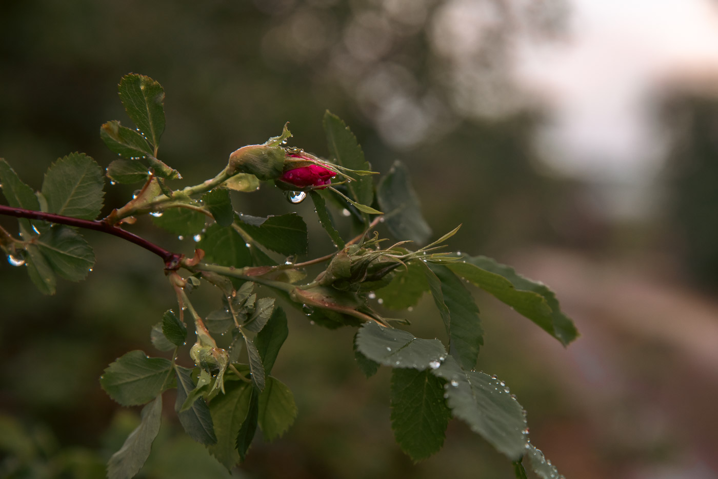 Капли дождя