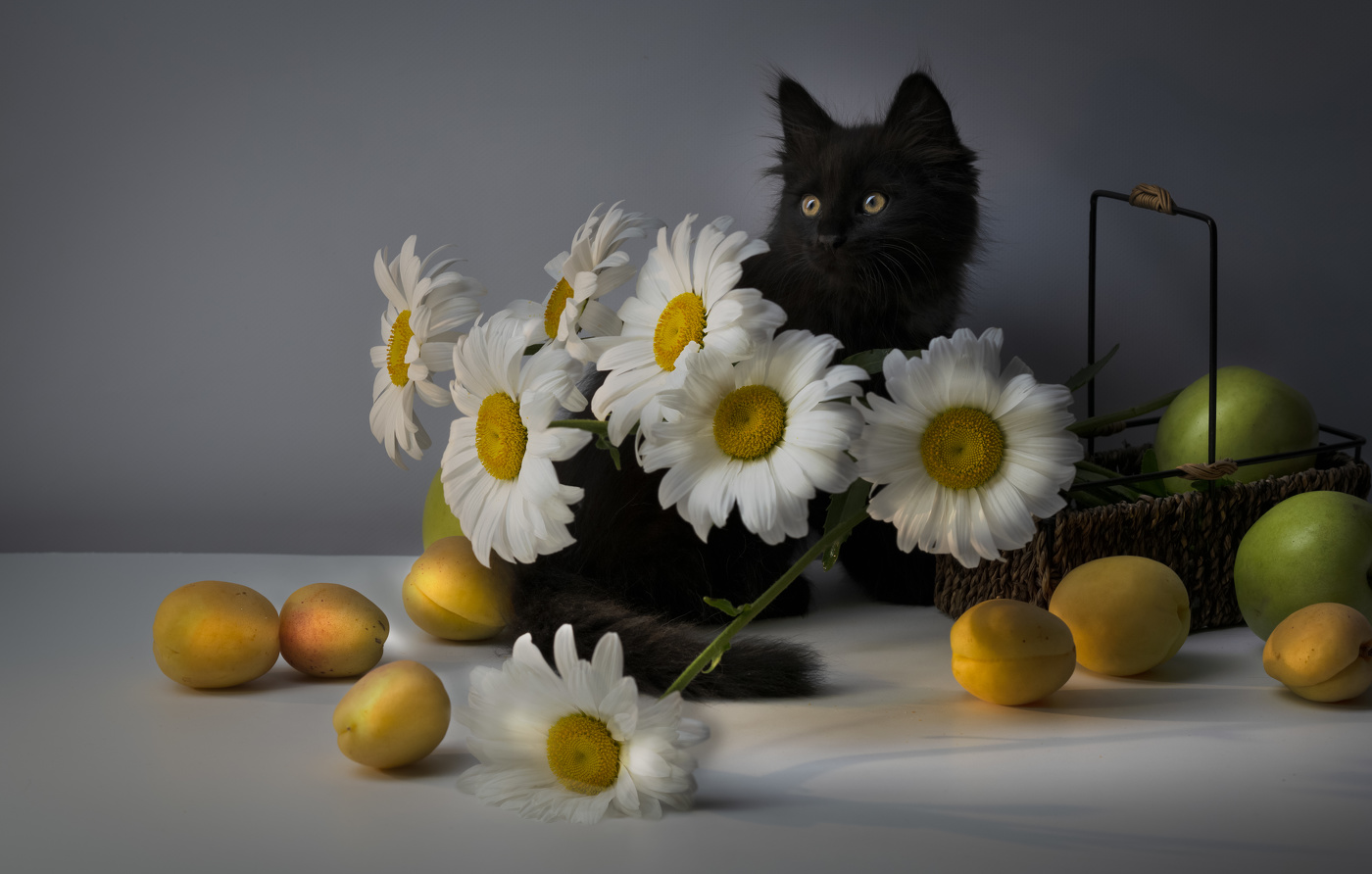 Die erste Bekanntschaft