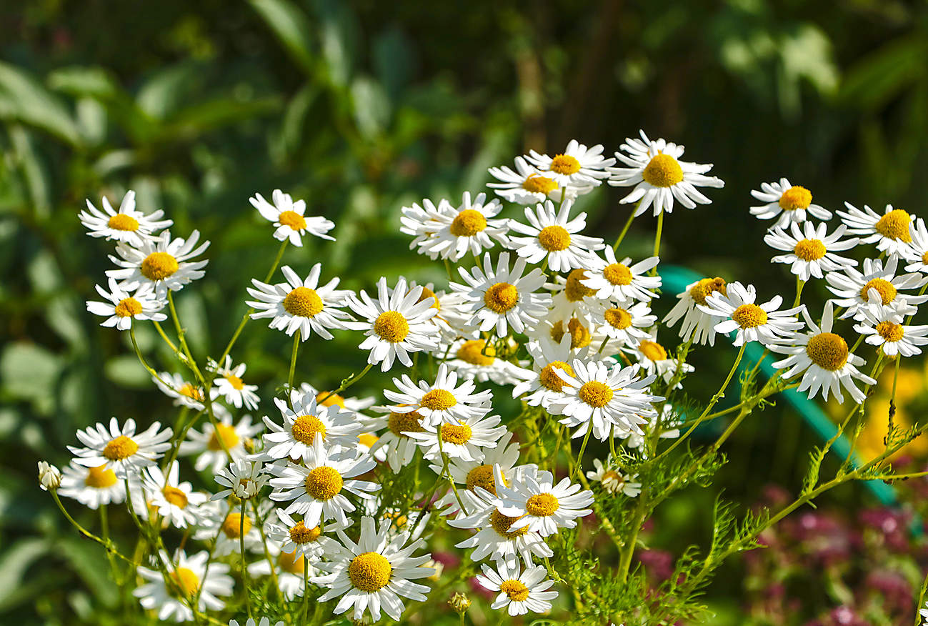 Ромашковое лето