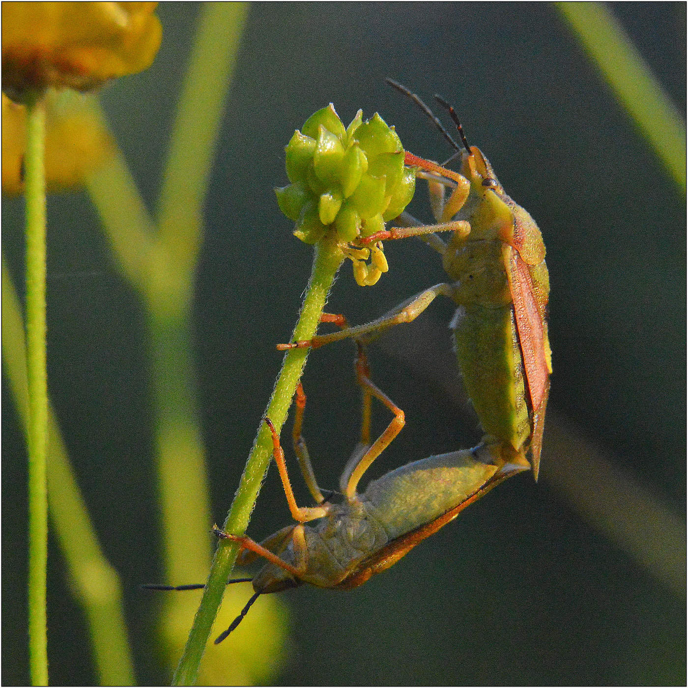 Доброе уторо.