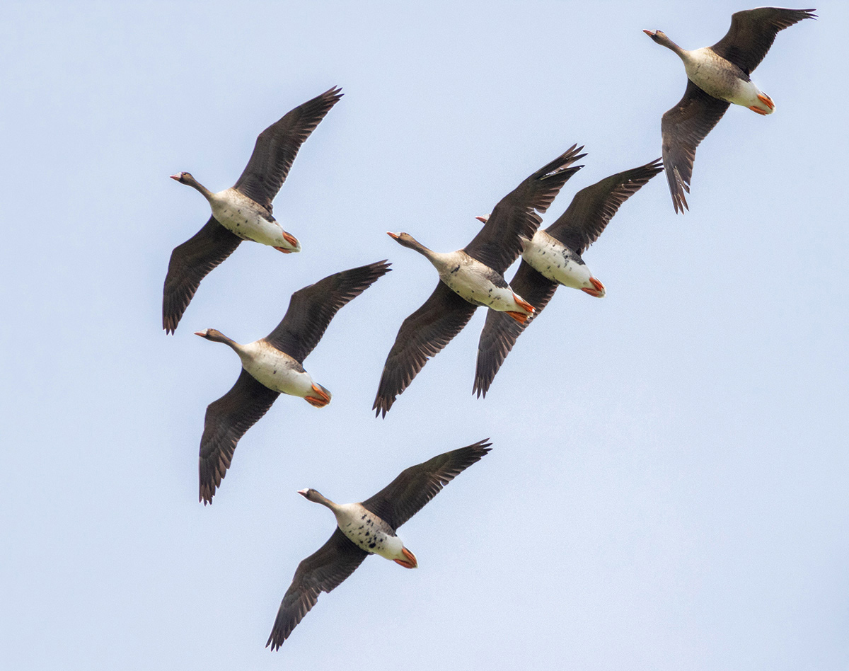 Белолобый гусь