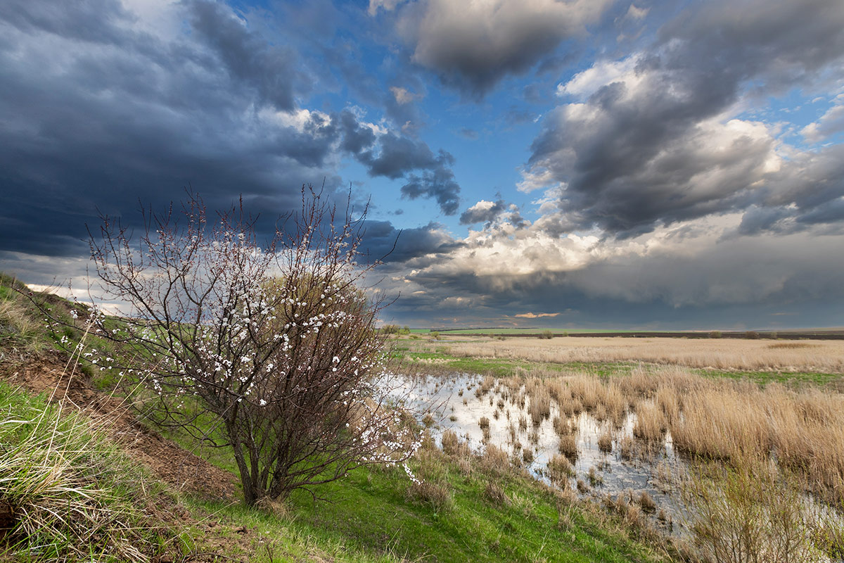Когда цветет абрикос