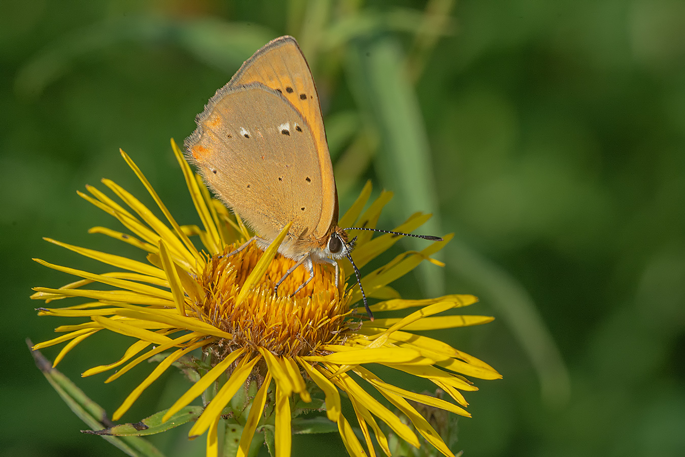 А вот и червончик.